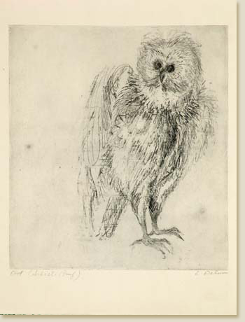 Owl by Elizabeth Delson