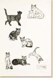 thumbnail link to cats section of print gallery